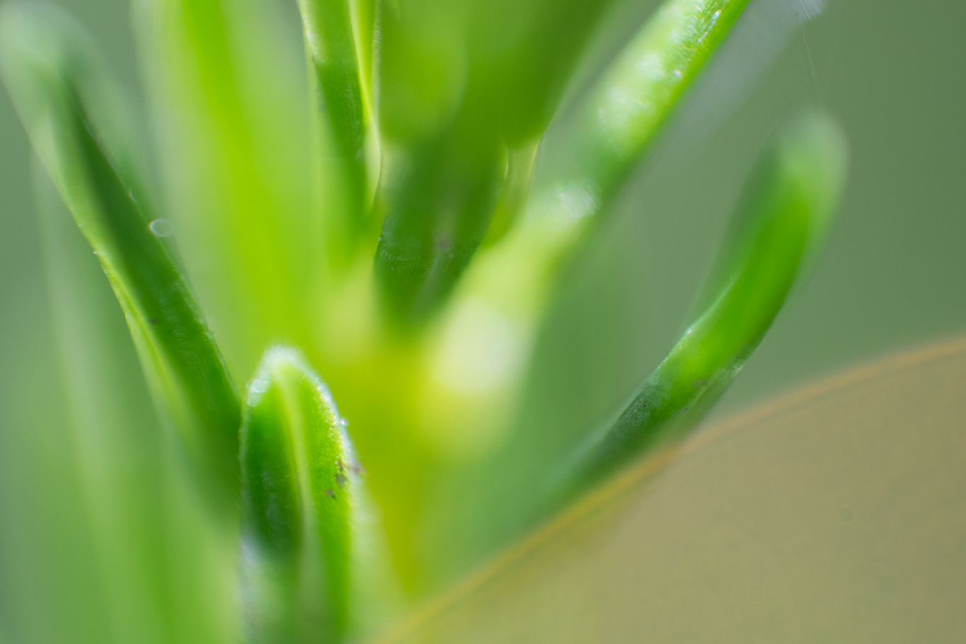 Makrofotografie grüne Pflanze