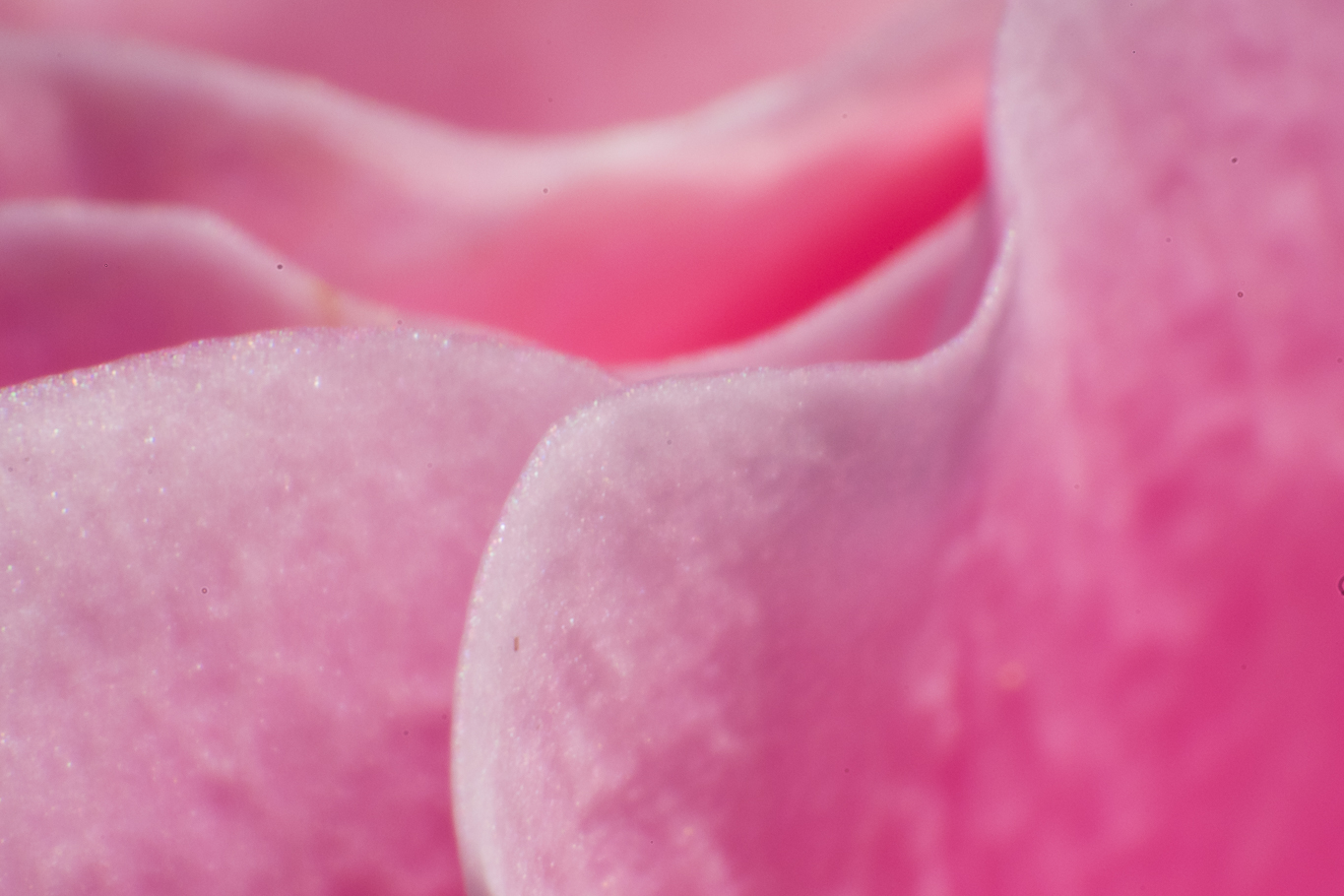 Makrofotografie rosa Pflanze