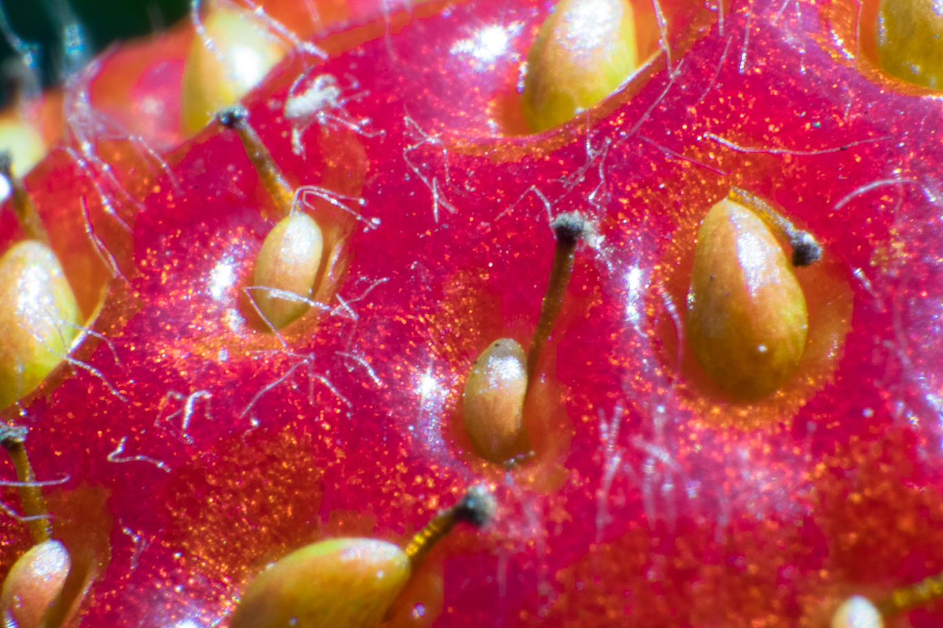 Makrofotografie Erdbeere