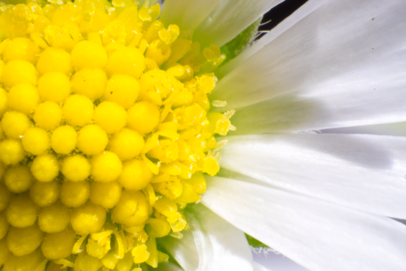 Makrofotografie Gänseblümchen